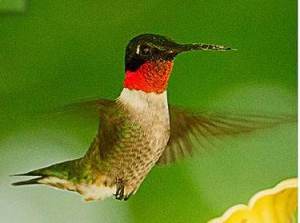 hummingbird redthroat